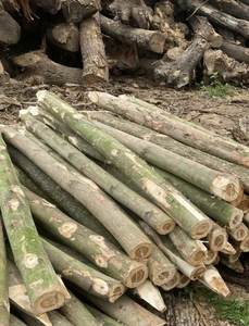 Piquet en bois massif, belle couleur - Product Image 5