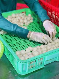 Litchi congelé IQF de qualité supérieure | Saveur tropicale naturelle - Product Image 3