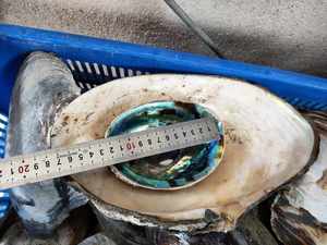 Coquille de paua naturelle en gros |   Coquille d'ormeau polie verte pour la décoration intérieure |   Artisanat personnalisé en irisé bleu, cadeaux artisanaux - Product Image 5