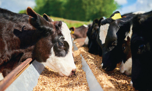 Carcasa de cangrejo/gambas para hacer Chitina, materia seca, grado alimenticio, venta al por mayor, de Vietnam - Product Image 6