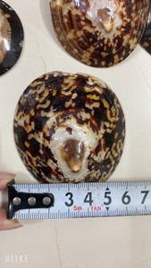 Hermosas conchas de Lapa pulidas, artesanía decorativa, conchas naturales del océano para joyería a granel al por mayor - Product Image 4