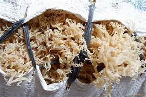 ALGUES EN COTTONII BIOLOGIQUE PURE POUR COMPLÉMENT ALIMENTAIRE ENTIER ET SUPPORT ALIMENTAIRE NATUREL - Product Image 5