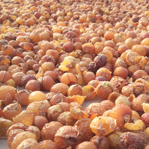 Proveedor a granel de Soapnut lavavajillas de la India - Product Image 1