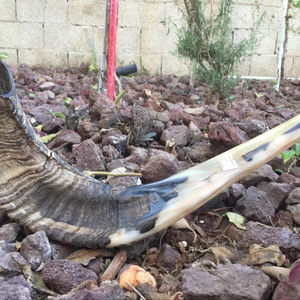 Cuerno de Shofar de Carnero Natural Pulido - Decoración Religiosa Ecológica para el Hogar de Alta Calidad - Product Image 1