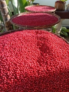 VANILLE HARVEST Grains de poivre rose de Madagascar (Baies Roses) Qualité supérieure Récolte sauvage Emballage sous vide 99% de pureté Baies séchées 24 - Product Image 4