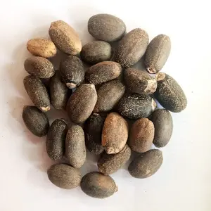 Jatropha seeds (Biodiesel