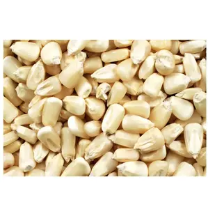 Maïs blanc sans OGM (maïs blanc), maïs blanc Fournisseurs - Product Image 2
