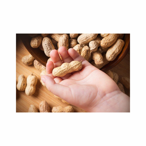 Organic Ground Nuts High Quality Raw <b>Peanuts</b> Roasted Ground Nuts Good Quality at a Cheap Price Cultivated Naturally - Product Image 5