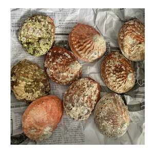 Conchas de abulón decorativas perfectas para Shell Art Conchas de abulón adecuadas para ideas de decoración artesanal - Product Image 4