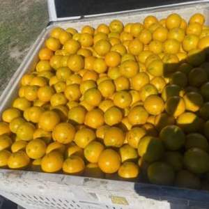 Oranges fraîches en gros, mandarines fraîches à vendre, oranges sucrées délicieuses en gros, oranges sanguines fraîches à vendre - Product Image 6