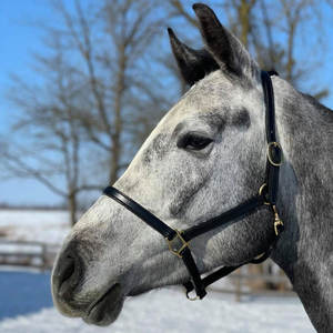 สายจูงม้าแบบดีลักซ์ 3/4 นิ้ว พร้อมหัวล็อคแบบสแนป สีดำ พร้อมอุปกรณ์ทองเหลืองสีเงิน - Product Image 2