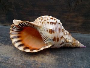 Venta al por Mayor de Conchas de Caracol Trompeta Gigante de Vietnam: Charonis Tritonis - Product Image 6