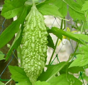 Melon amer frais surgelé best-seller de qualité parfaite vente en gros - Product Image 6