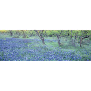 Blue Lupine Blooming Spring Meadow <b>Poster</b> Made of Durable Paper for Wall Decor - Product Image 1