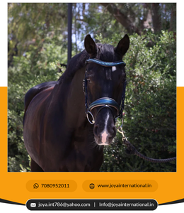 Rhagal-deflector de cuero metalizado, cerdas de Doma con relleno metálico, color marrón claro, fabricante de fajas - Product Image 2