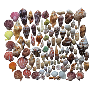 Carcasa espiral surtida natural para decoración DIY, paisaje de Acuario y joyería hecha a mano - Product Image 1