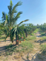 Vietnamese verse drakenvruchten - TECHMIFOOD merk - 100% drakenvruchten - 60 dagen houdbaarheid - Directe levering vanuit Binh Thuan, Vietnam