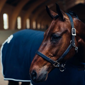 Combinación de cabestro y brida de caballo de cuero inspirado en la silla de montar inglesa con cuero acolchado suave y herrajes resistentes al óxido para un largo plazo - Product Image 5