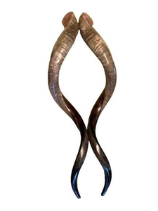 Cuerno de Shofar Artesanal de Israel, Diseño Auténtico con Acabado Semi-Pulido, Ideal para Ceremonias Religiosas y Colecciones - Product Image 3