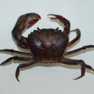 CANGREJO ENTERO CONGELADO DE PRIMERA CALIDAD 100% NATURAL HECHO EN VIETNAM - Product Image 2