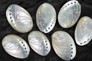 มีจำหน่ายแล้ว: เปลือกหอยเป๋าฮื้อขัดธรรมชาติคุณภาพสูงขายส่ง - Product Image 3