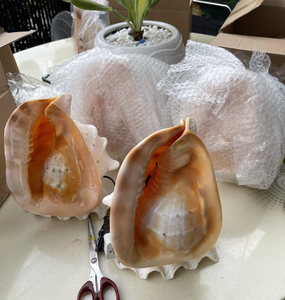 1. Décoration en coquille de Cassis cornuta du Vietnam, fabriquée à partir de coquillages naturels pour la décoration intérieure et l'artisanat créatif. - Product Image 2