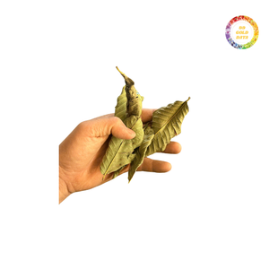 Feuilles de goyave de qualité supérieure séchées pas cher vente qualité supérieure exportation - Product Image 3