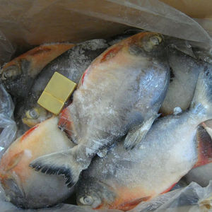 Competitivo Frozen Red Pomfret rojo Pompano exportador chino importador MARISCOS CONGELADOS mar congelado pescado Ed <span class=keywords><strong>PACU</strong></span> - Product Image 3