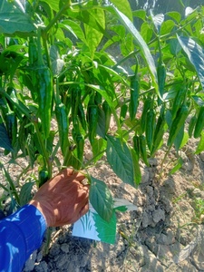 เมล็ดพันธุ์พริกฮอทเปปเปอร์กรีนควีน F1 ไฮบริด - Product Image 5