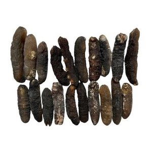 Chất Lượng Cao Đông Lạnh Khô Hải Sản Dưa Chuột Xuất Khẩu Lớp Trong Số Lượng Lớn Bao Bì Có Sẵn Tại Giá Bán Buôn - Product Image 6