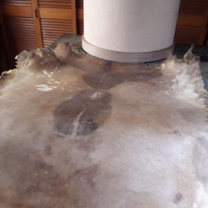 Ces peaux de chèvre naturelles sont utilisées comme peaux de tambour. Elles sont généralement utilisées pour une variété de tambours. - Product Image 5