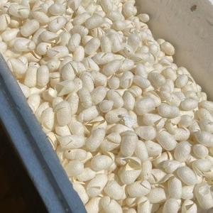 Capullos de Seda Natural de Alta Calidad de Vietnam, Grado para el Cuidado de la Piel, Compra al por Mayor - Product Image 1