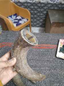 เขาดิบธรรมชาติควาย - Product Image 4