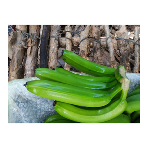 Longue durée de conservation Banane verte emballée en vrac Banane non mûre fraîche et mature prête pour la maturation ou la distribution de cuisson - Product Image 5
