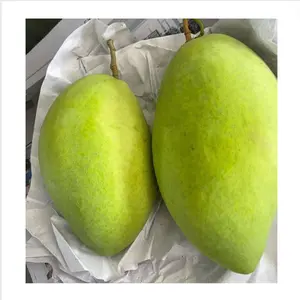2024 Oogst Groene Huid Zachte Verse Mango Van Vietnam Boerderij Verpakt In Doos Voor Bulkverkoop Goedkope Groothandel Direct Fabrieksprijs