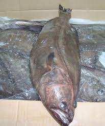 Halibut du Groenland IQF Congelé en Vrac, Qualité Premium, Processus BQF, 100% Frais, Certifié ISO HACCP HALAL, 0,03 kg, Origine Canada, Disponible à la Vente - Product Image 3