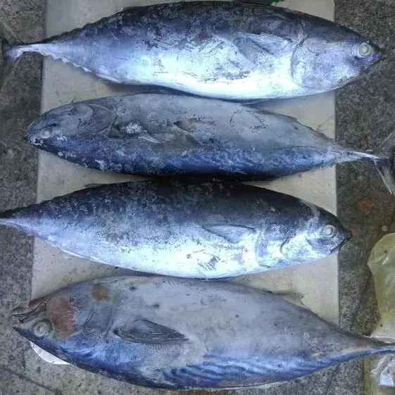 Ikan Tuna segar kalengan Sehat Terbaik