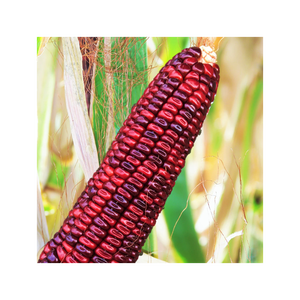 Maïs rouge pour emballage de détail commerce de gros et retraitement - Product Image 4