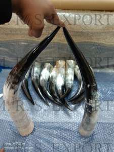 Cornes de boeuf finies naturelles 100% de la société de fabrication indienne Corne à boire Viking Corne de buffle sans danger pour les aliments Prix très bas - Product Image 6