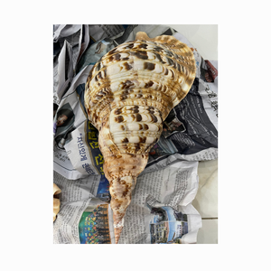 Coquillages Charonia Tritonis en gros, coquillages Triton, coquillages Triton/Coquillages de conque Triton/Coquillages géants polis pour la décoration - Product Image 2