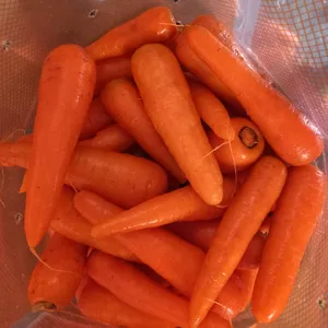 Tanaman wortel baru kualitas Premium Kelas A wortel segar Mesir harga grosir sayuran sehat alami bersih