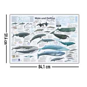 Póster del mapa de ballenas y delfines DIN A1 alemán - Product Image 4