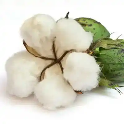 Best Grade 100% Organic Raw Cotton Competitive price