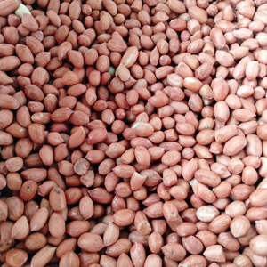 Cacahuetes Rojos de la India de Grado de Exportación, Calidad HPS, 60/70 Unidades, Seleccionados a Mano, Crudos y Secos, Grado A, para Molinos de Aceite - Product Image 2
