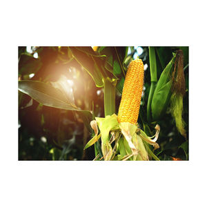 Maíz Amarillo/Maíz para alimentación animal/Maíz amarillo para alimentación de aves de corral 100% Maíz amarillo madurado de alta calidad Maíz amarillo no OGM/ - Product Image 6