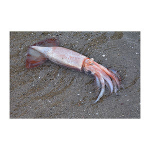 Calamars japonais à prix avantageux, disponibles pour les commandes en gros régulières - Product Image 6