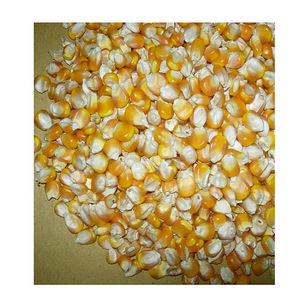 Maíz Dulce Amarillo Orgánico de Exportación Premium, Sin OMG, de Alta Pureza, Fruta de la Pasión Entera Conservada en Vinagre, Seca, 18-20cm, 25kg, Industrial - Product Image 4