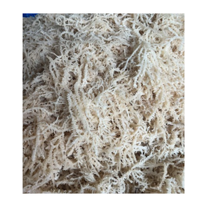 Saborea la bondad de Seamoss Siente la diferencia: Seamoss del proveedor de Vietnam - Product Image 2