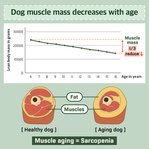 Chien Vitamine DR.BY COLOSTRUM PROTEIN 8G * 30EA Nourriture pour chien Chien Santé Pet Lait Muscle & Immunité Sans Viande Sans Couleurs Artificielles - Product Image 4