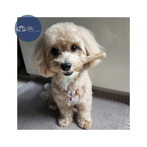 Bâton à mâcher pour chien en bois de café naturel de haute qualité, durable, sans caféine, jouet pour l'hygiène dentaire des chiens - Product Image 1